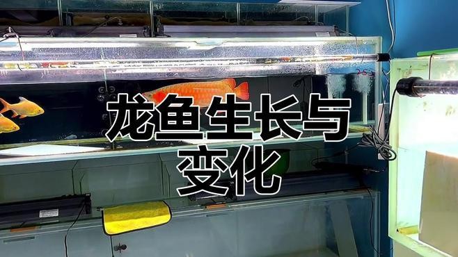龍魚要養(yǎng)多久才大魚吃食