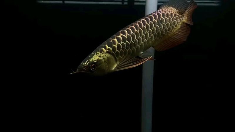 古典藍底金龍魚價格多少錢一只 古典藍底金龍魚價格多少錢一只 龍魚百科 第2張