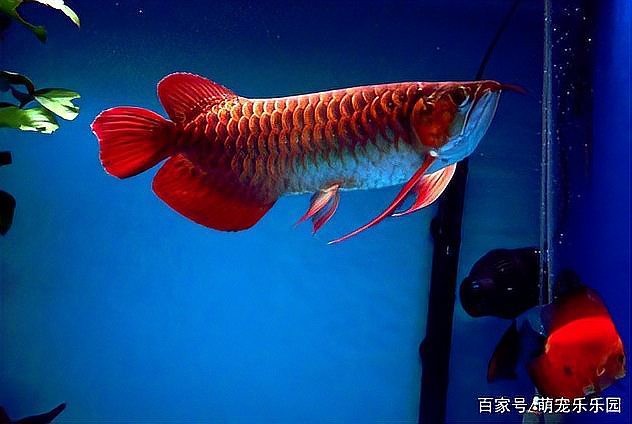 龍魚是熱帶魚么