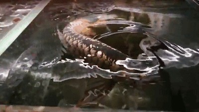 金龍魚背上發(fā)黑是什么原因：金龍魚背部發(fā)黑怎么辦