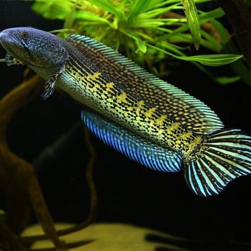 黃色雷龍魚圖片大全