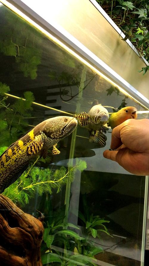 黃色雷龍魚圖片大全