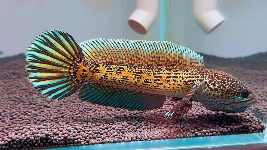 黃色雷龍魚圖片大全