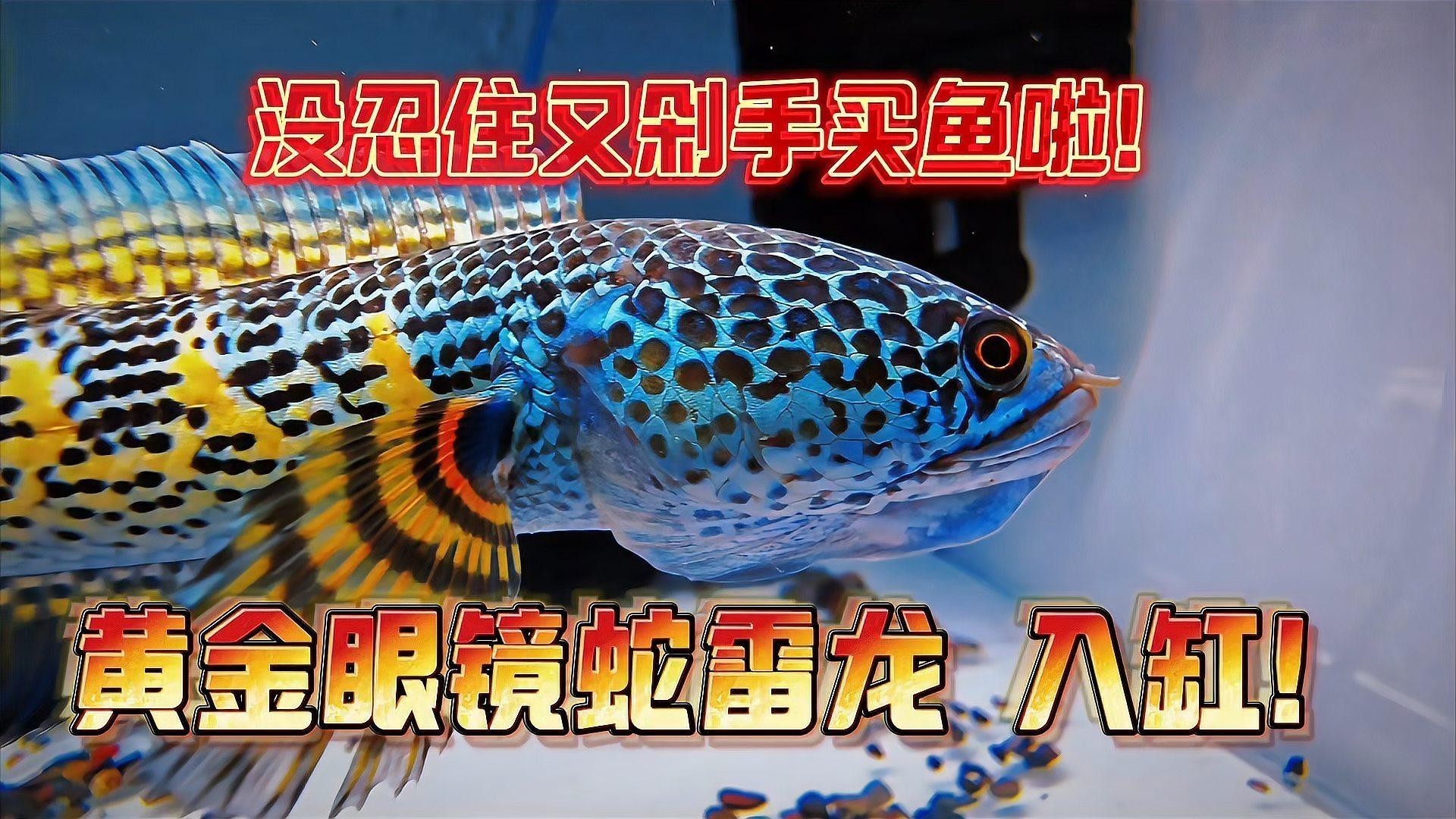 黃色雷龍魚圖片大全
