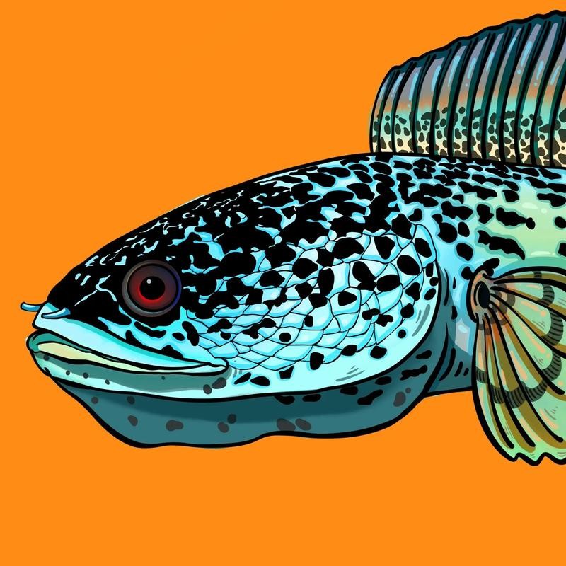 黃色雷龍魚圖片大全