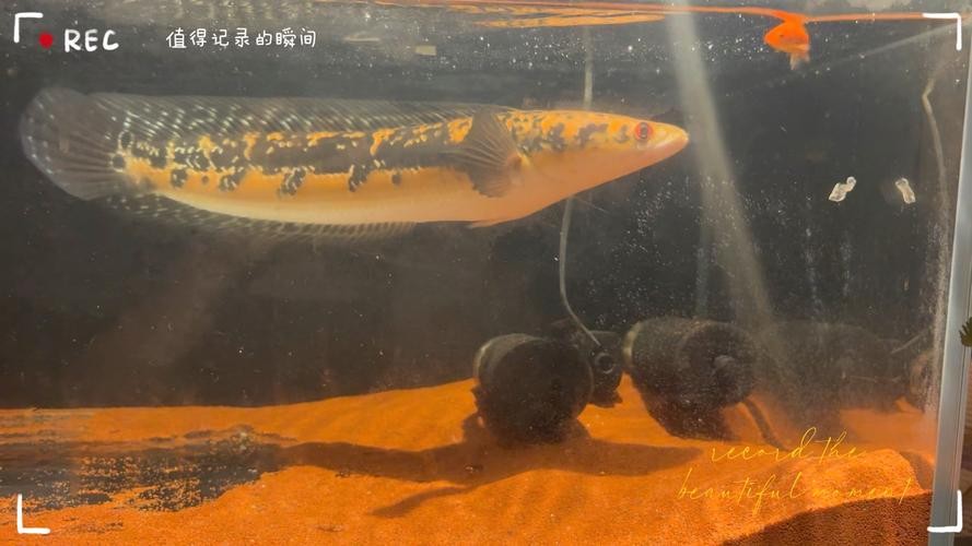 黃色雷龍魚圖片大全