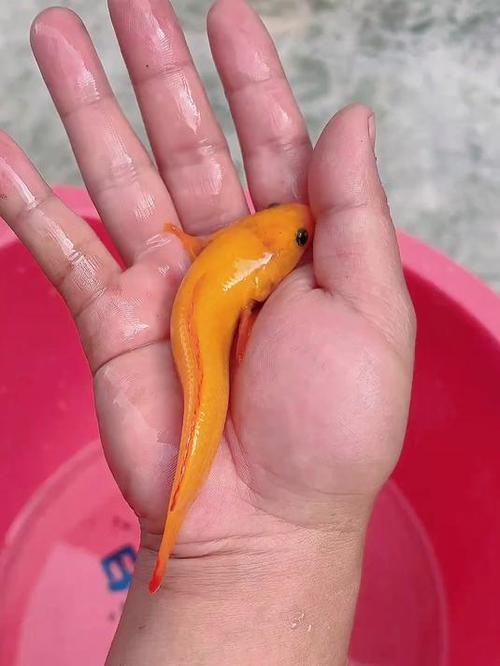 黃色雷龍魚圖片大全