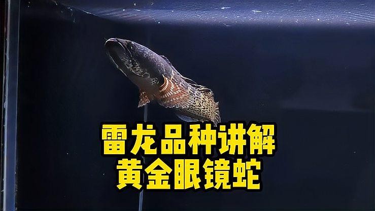黃色雷龍魚圖片大全