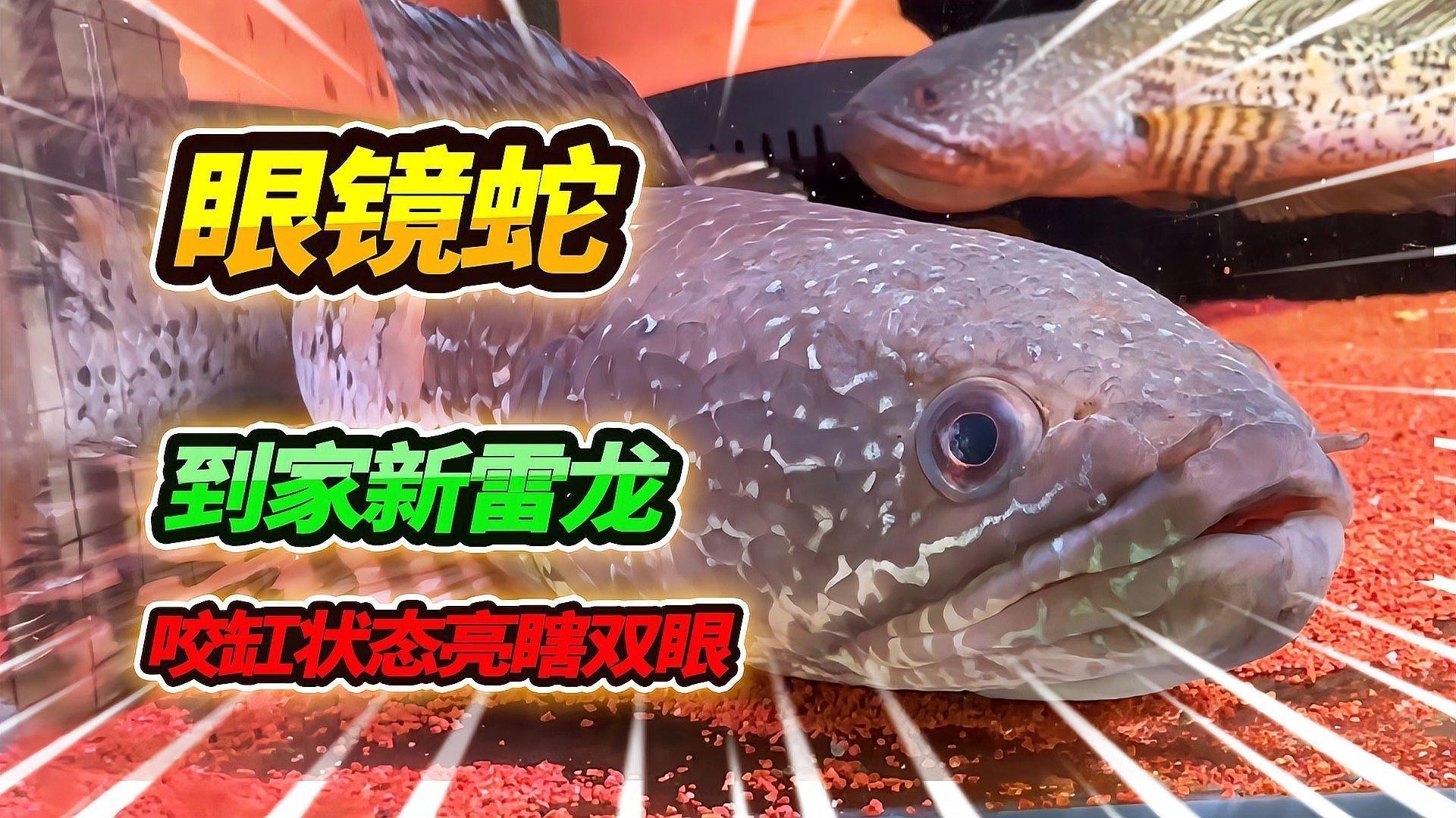 黃色雷龍魚圖片大全