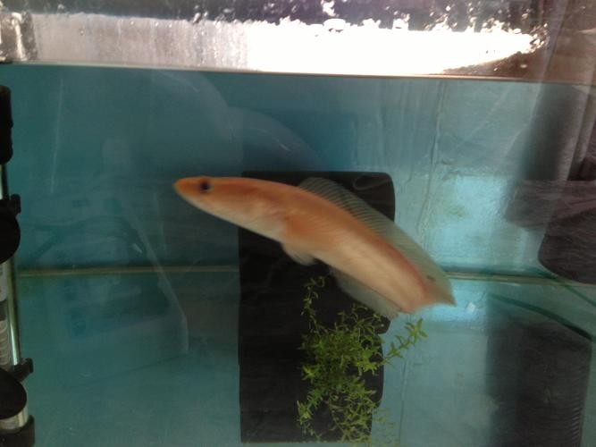 黃色雷龍魚圖片大全