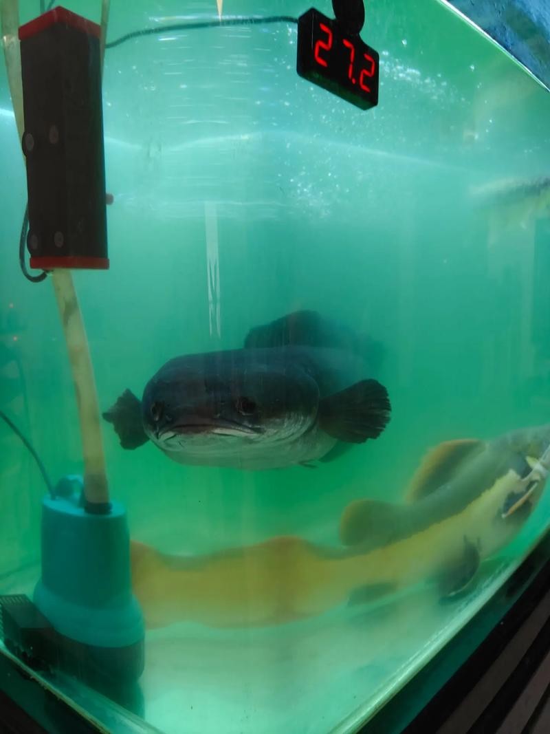 黃色雷龍魚圖片大全