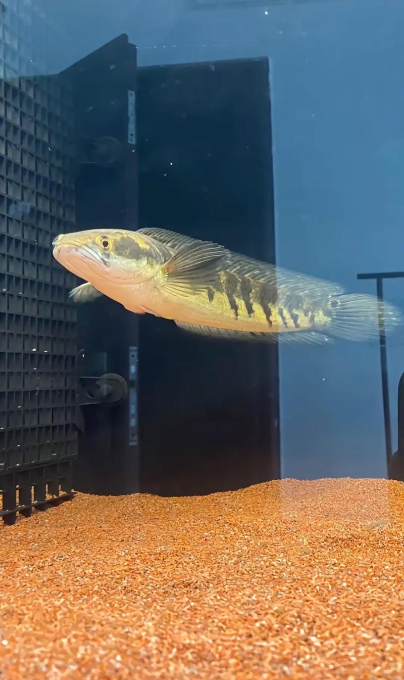 黃色雷龍魚圖片大全