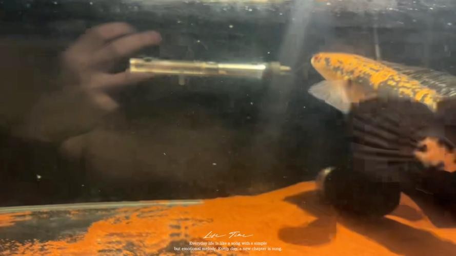 黃色雷龍魚圖片大全