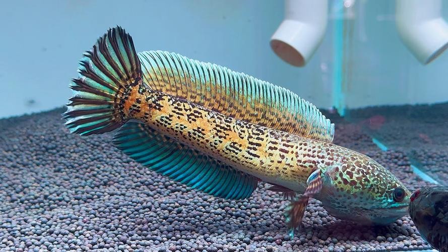 黃色雷龍魚圖片大全