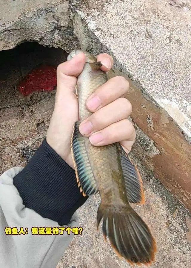 黃色雷龍魚圖片大全