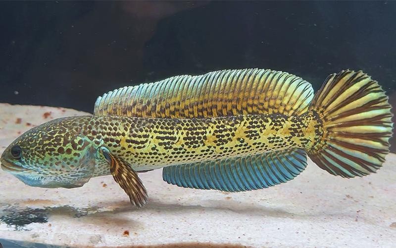 黃色雷龍魚圖片大全