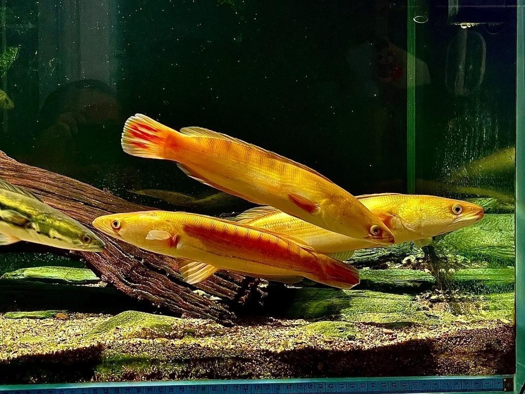 黃色雷龍魚圖片大全