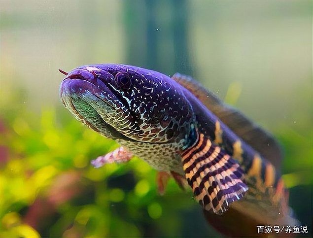 黃色雷龍魚圖片大全