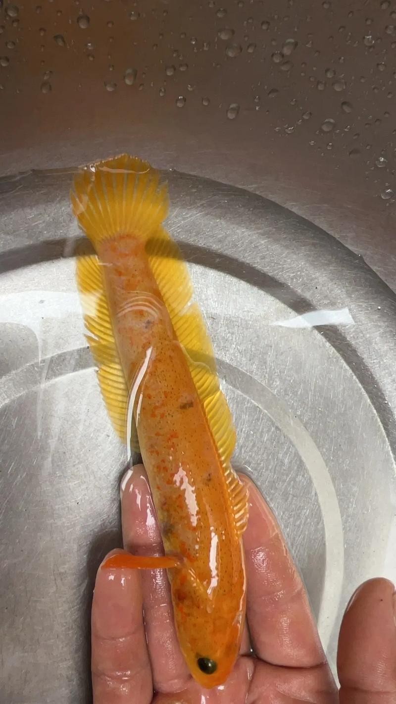 黃色雷龍魚圖片大全