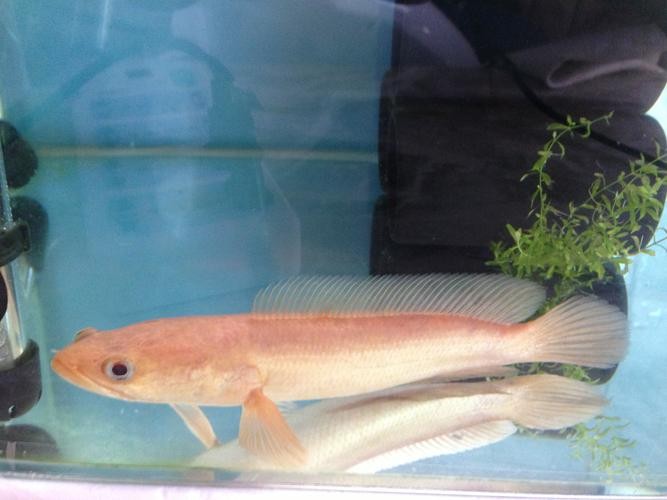 黃色雷龍魚圖片大全