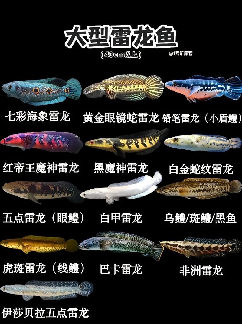 黃色雷龍魚圖片大全