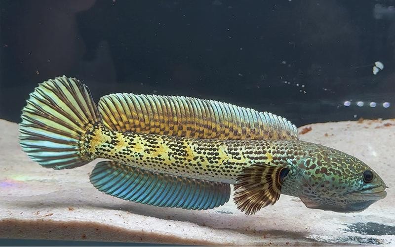 黃色雷龍魚圖片大全