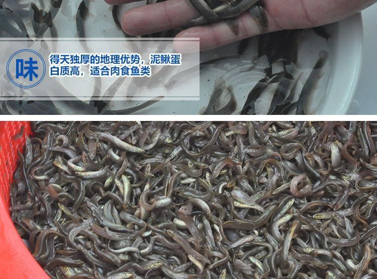龍魚喂活泥鰍還是凍泥鰍好，：龍魚喂活泥鰍好還是凍泥鰍好