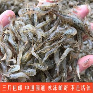 金龍魚喂河蝦好還是海蝦好：金龍魚喂河蝦好還是海蝦好，各有優缺點 金龍魚喂河蝦好還是海蝦好：金龍魚喂河蝦好還是海蝦好，各有優缺點 龍魚百科 第1張
