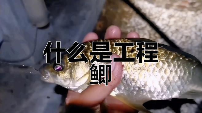 鯉鯽就是工程鯽嗎