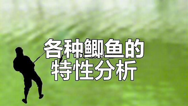 鯉鯽就是工程鯽嗎