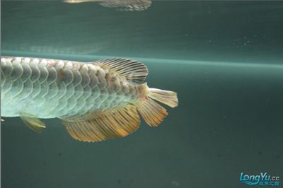 龍魚疾病的預防和治療方法圖片高清：龍魚健康飲食搭配方案：龍魚疾病的預防和治療方法