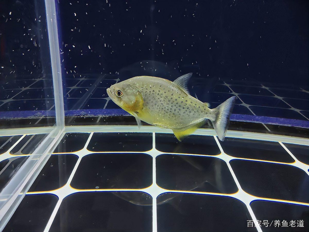 羅漢魚與銀龍魚混養(yǎng)好不好