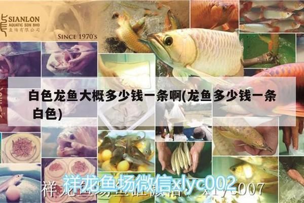 龍魚白色糞便是什么病：龍魚白色糞便是什么原因引起的