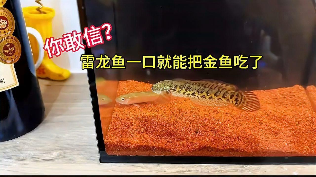 雷龍魚水溫20度可以嗎 雷龍魚水溫20度可以嗎 龍魚百科 第1張