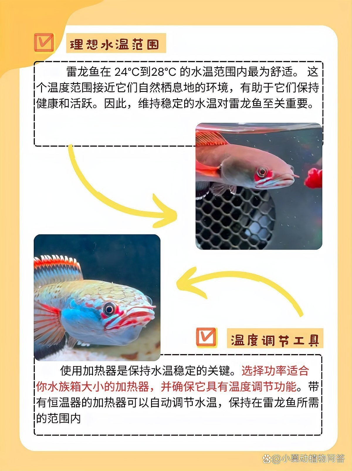 雷龍魚水溫20度可以嗎 雷龍魚水溫20度可以嗎 龍魚百科 第2張