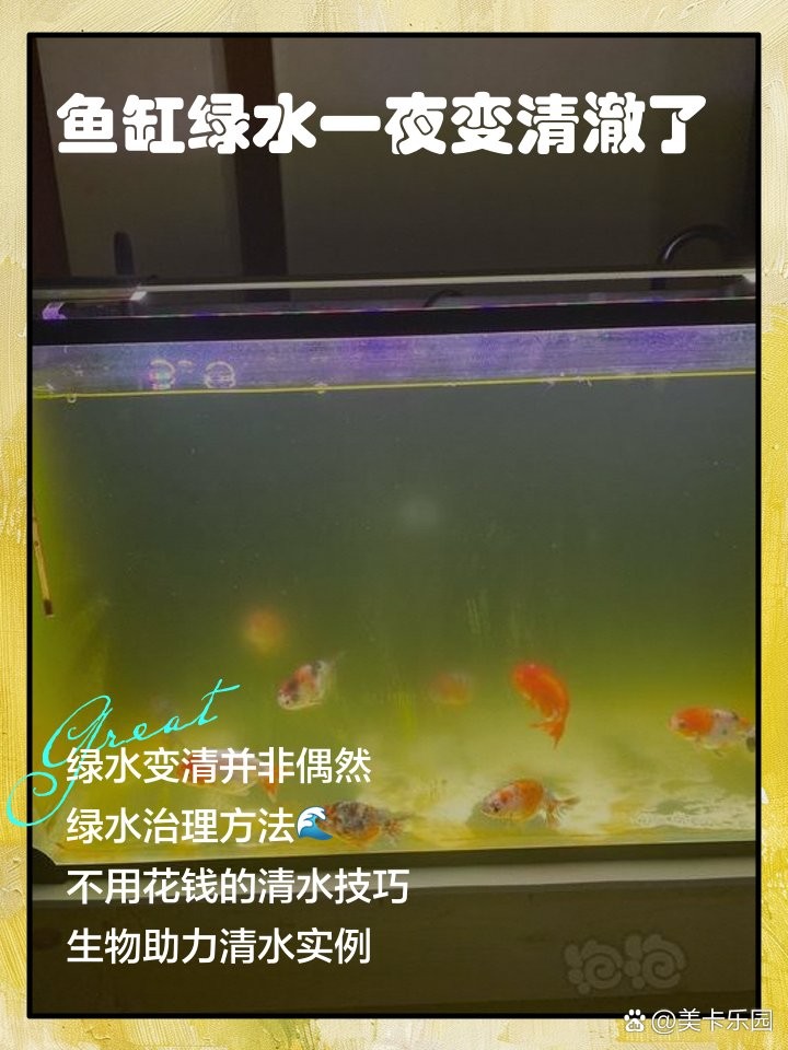 雷龍魚(yú)造景缸怎么保持水質(zhì)清澈