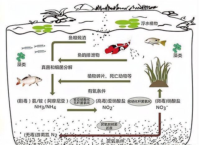 雷龍魚(yú)造景缸怎么保持水質(zhì)清澈