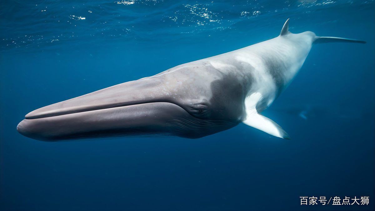 鯨魚種類及圖片大全