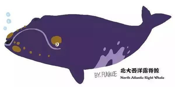 鯨魚種類及圖片大全