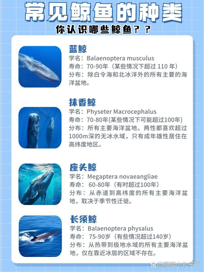 鯨魚種類及圖片大全