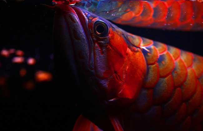 紅龍魚繁殖需要哪些特定環境條件？
