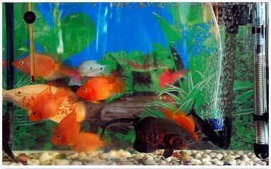 家里養紅龍魚對風水好嗎（紅龍魚養殖技巧）
