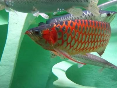 龍鱗美龍魚燈架安裝：龍鱗美龍魚燈架安裝方法 龍鱗美龍魚燈架安裝：龍鱗美龍魚燈架安裝方法 龍魚百科 第1張