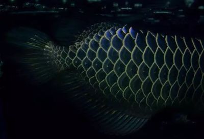 龍鱗美龍魚燈架安裝：龍鱗美龍魚燈架安裝方法 龍鱗美龍魚燈架安裝：龍鱗美龍魚燈架安裝方法 龍魚百科 第3張