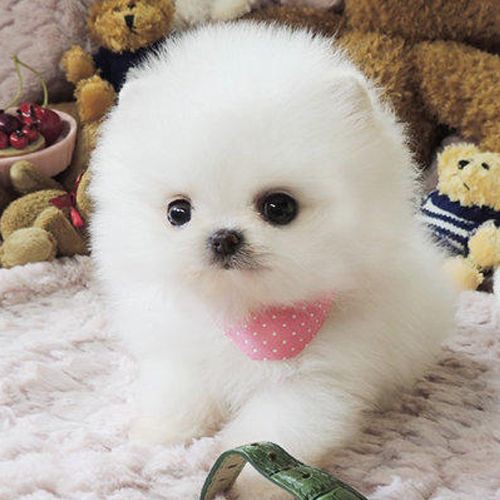 蠑螈寄生蟲(chóng)會(huì)傳染人嗎