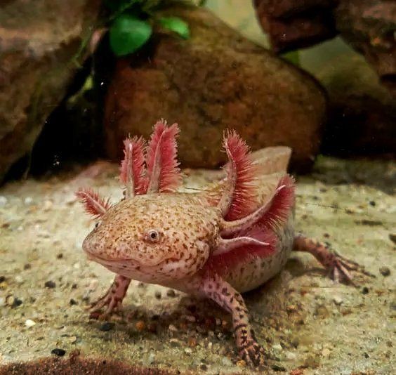 蠑螈寄生蟲(chóng)會(huì)傳染人嗎