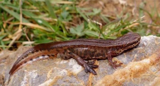 蠑螈寄生蟲(chóng)會(huì)傳染人嗎