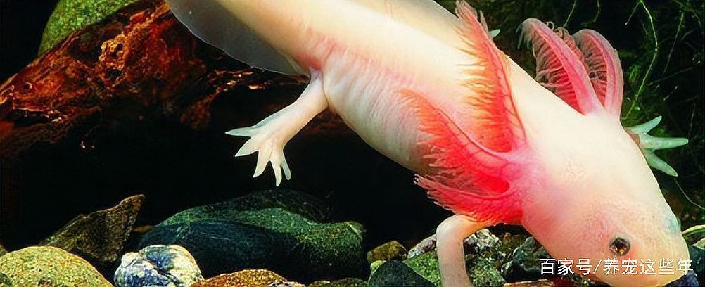 蠑螈寄生蟲(chóng)會(huì)傳染人嗎