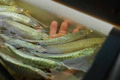 養殖金龍魚的成本包括以下幾個方面：成本類型,魚苗費用：養殖一條金龍魚的成本大約多少？