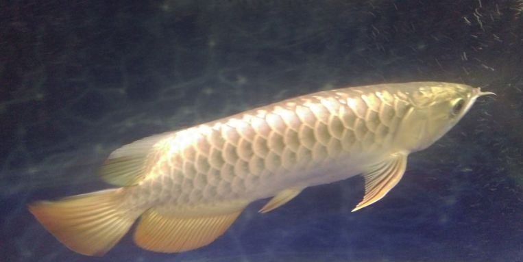 養殖金龍魚的成本包括以下幾個方面：成本類型,魚苗費用：養殖一條金龍魚的成本大約多少？